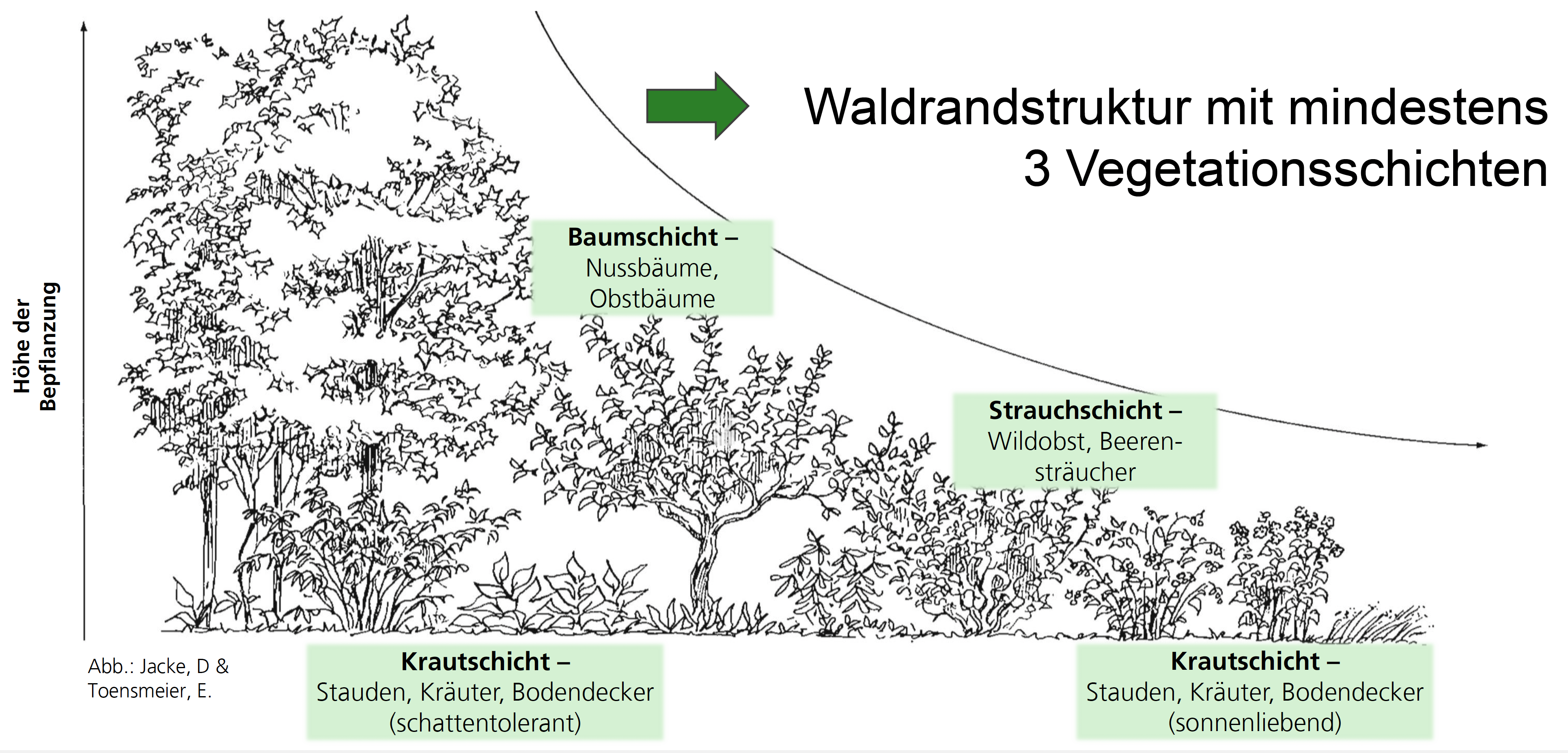 Illustration eines Urbanen Waldgartens mit drei Vegetationsschichten: Baumschicht mit Nussbäumen und Obstbäumen, Strauchschicht mit Wildobst und Beerensträuchern, sowie Krautschicht mit Stauden, Kräutern und Bodendeckern